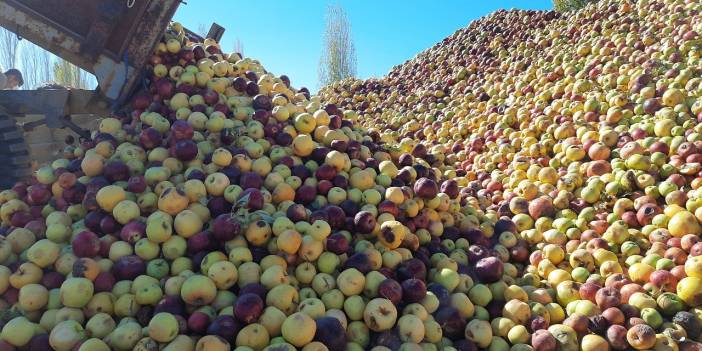 Yağışların azlığı nedeniyle büyümeyen "döküntü elmalar" meyve suyu oluyor