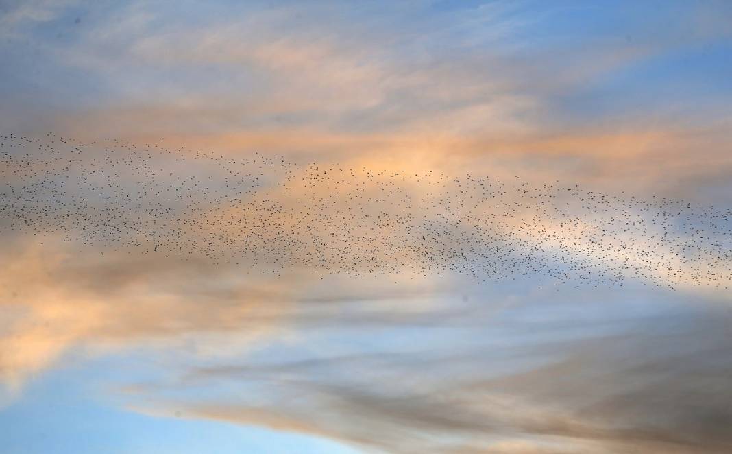 Gözlemciler, Muş Ovası'ndaki binlerce kuşun göçünü kayıt altına aldı 1