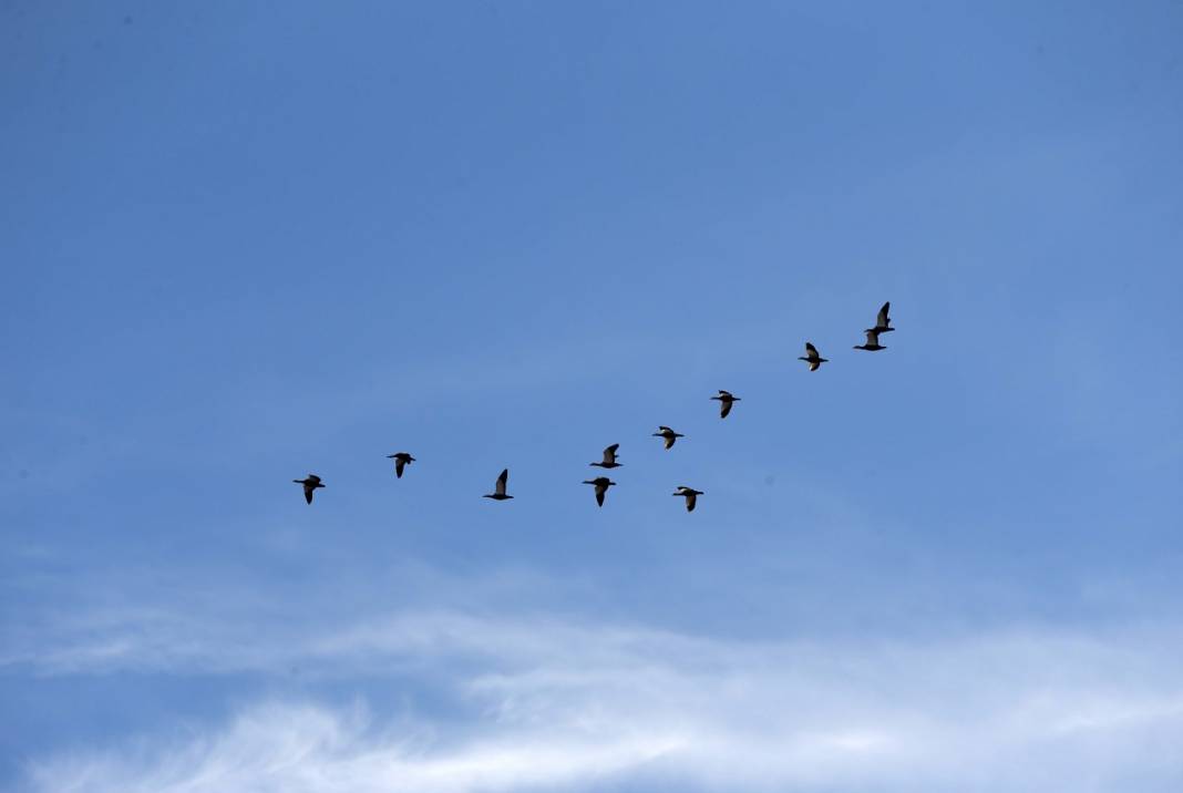 Gözlemciler, Muş Ovası'ndaki binlerce kuşun göçünü kayıt altına aldı 10
