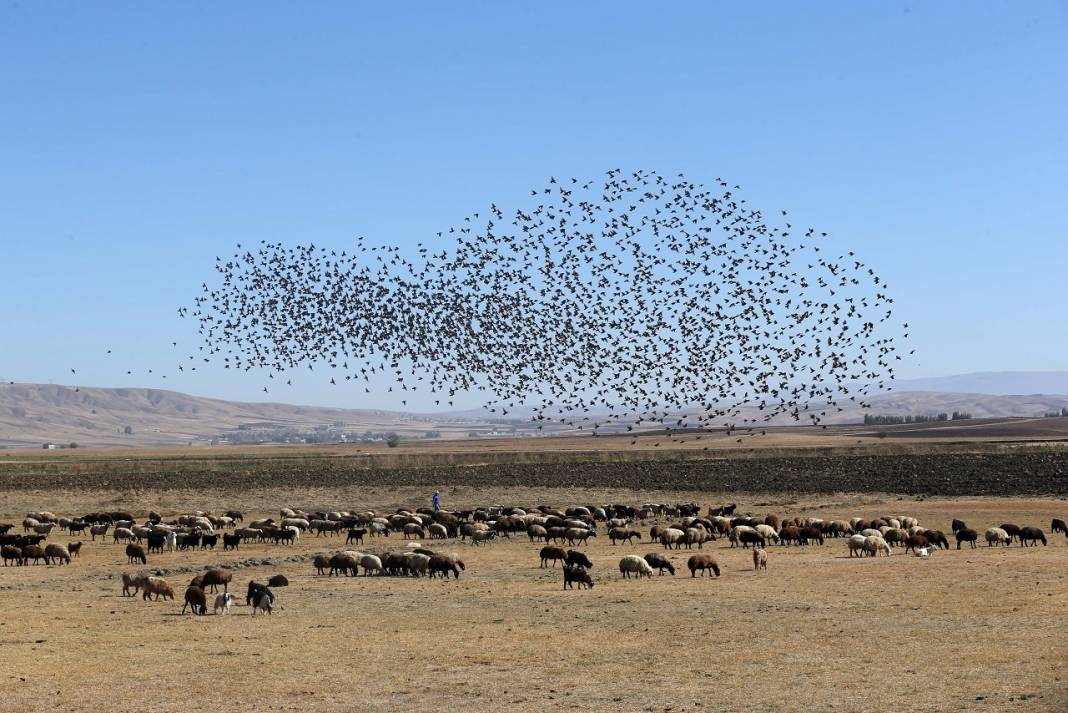 Gözlemciler, Muş Ovası'ndaki binlerce kuşun göçünü kayıt altına aldı 3