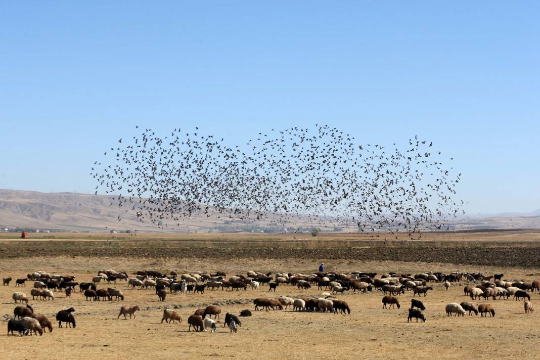 Gözlemciler, Muş Ovası'ndaki binlerce kuşun göçünü kayıt altına aldı 4