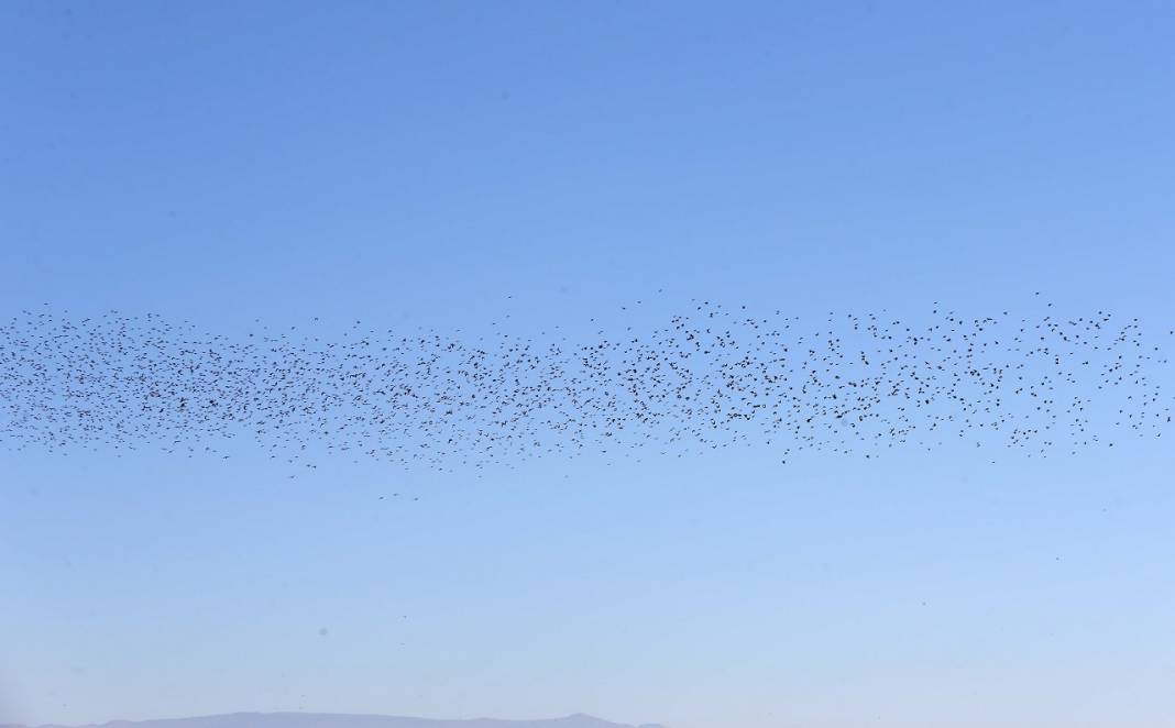 Gözlemciler, Muş Ovası'ndaki binlerce kuşun göçünü kayıt altına aldı 5