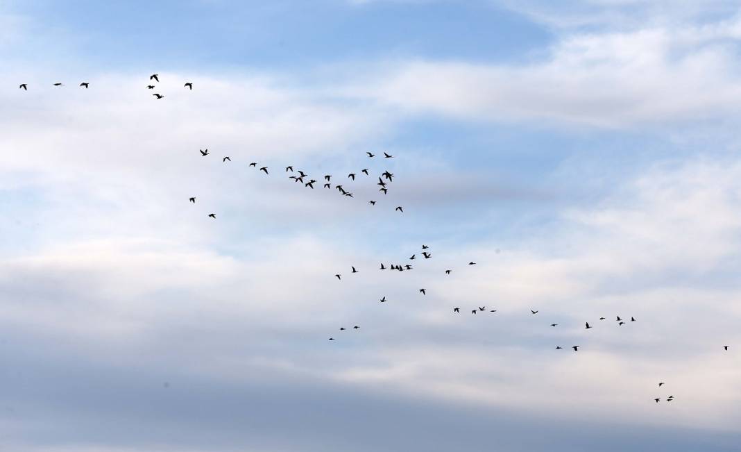 Gözlemciler, Muş Ovası'ndaki binlerce kuşun göçünü kayıt altına aldı 9