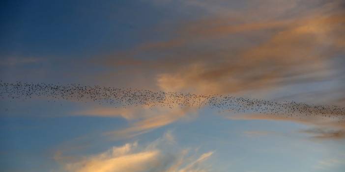 Gözlemciler, Muş Ovası'ndaki binlerce kuşun göçünü kayıt altına aldı