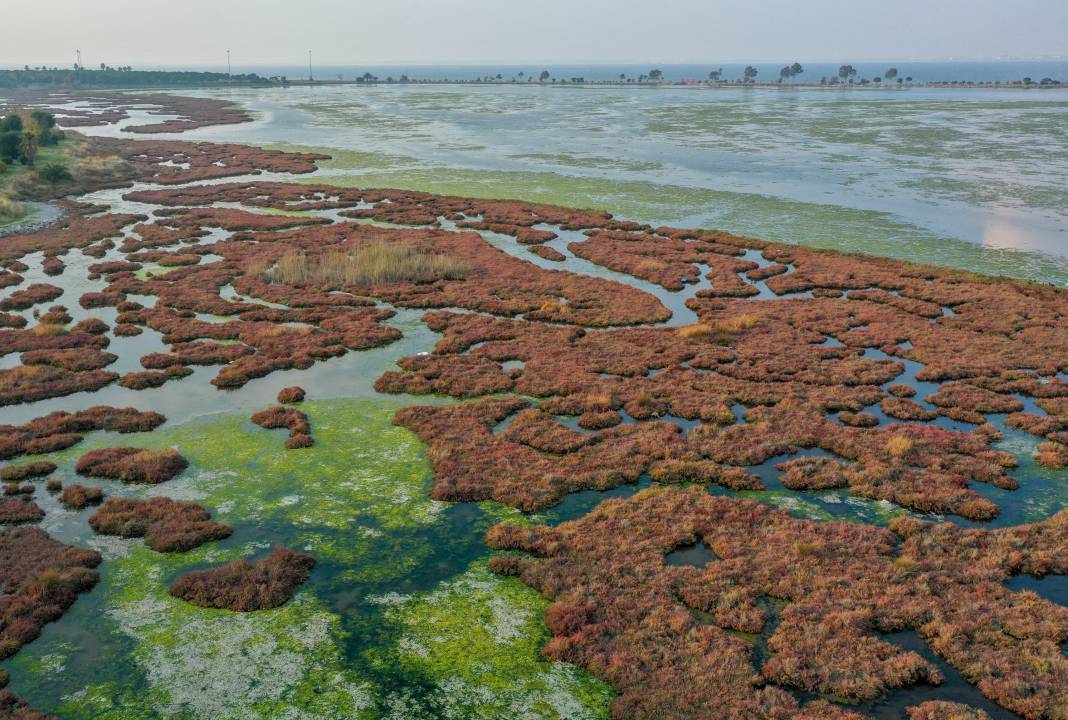 Deniz yosunu İzmir Körfezi'nde yeniden yayılıyor 21