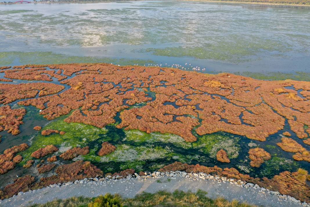 Deniz yosunu İzmir Körfezi'nde yeniden yayılıyor 5