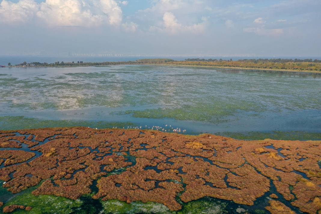 Deniz yosunu İzmir Körfezi'nde yeniden yayılıyor 6