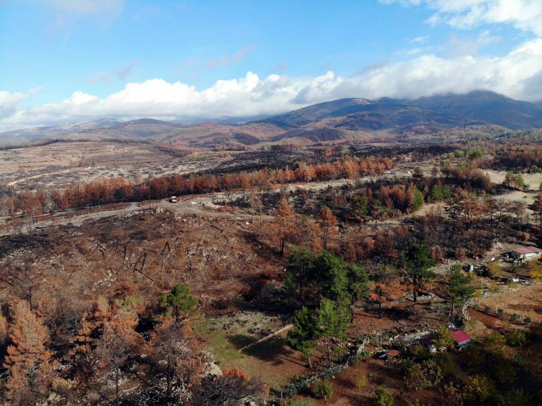 Muğla'da yanan ormanlık alanlar 20 milyon fidanla yeniden yeşerecek 1
