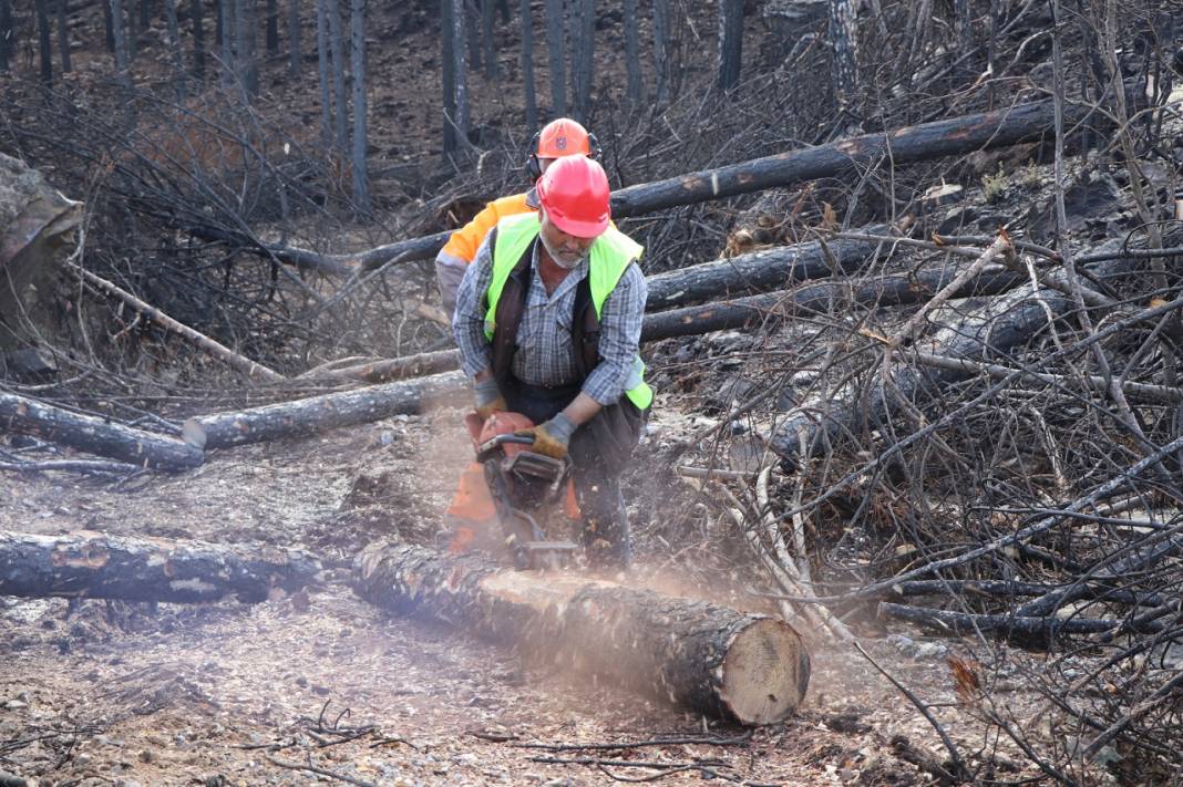 Muğla'da yanan ormanlık alanlar 20 milyon fidanla yeniden yeşerecek 10