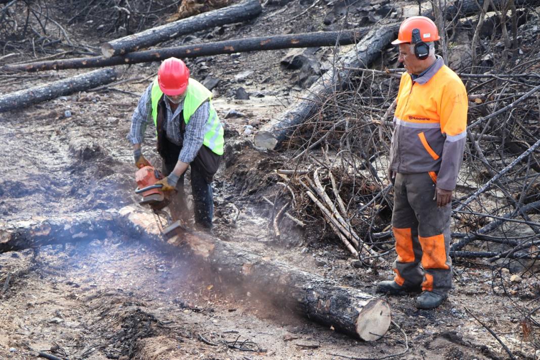 Muğla'da yanan ormanlık alanlar 20 milyon fidanla yeniden yeşerecek 11