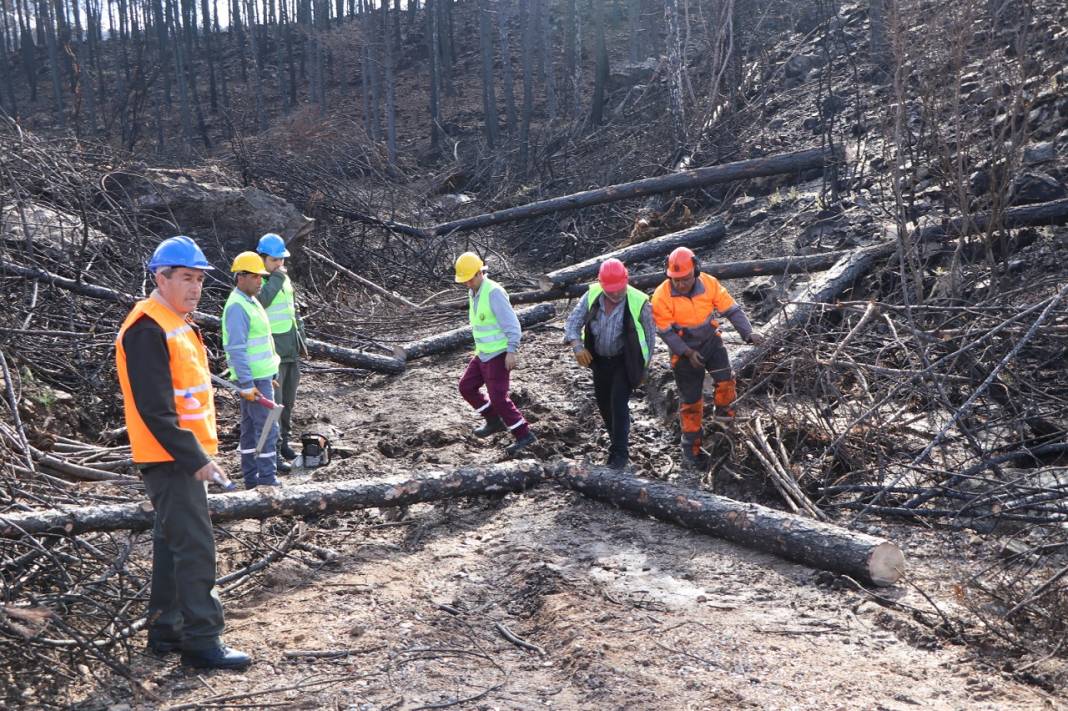Muğla'da yanan ormanlık alanlar 20 milyon fidanla yeniden yeşerecek 12