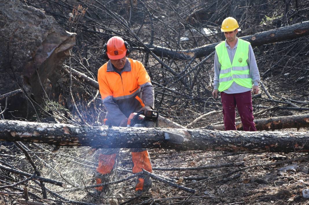 Muğla'da yanan ormanlık alanlar 20 milyon fidanla yeniden yeşerecek 13