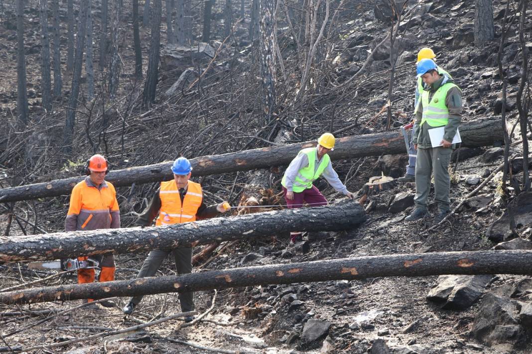 Muğla'da yanan ormanlık alanlar 20 milyon fidanla yeniden yeşerecek 14