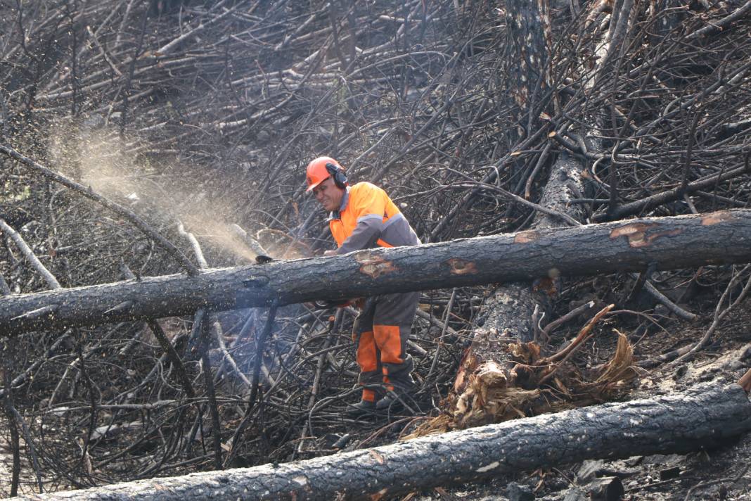 Muğla'da yanan ormanlık alanlar 20 milyon fidanla yeniden yeşerecek 15