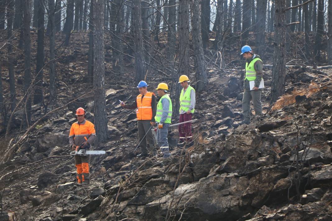 Muğla'da yanan ormanlık alanlar 20 milyon fidanla yeniden yeşerecek 16