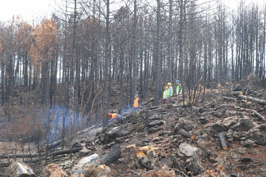 Muğla'da yanan ormanlık alanlar 20 milyon fidanla yeniden yeşerecek 17