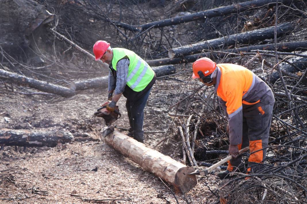 Muğla'da yanan ormanlık alanlar 20 milyon fidanla yeniden yeşerecek 18