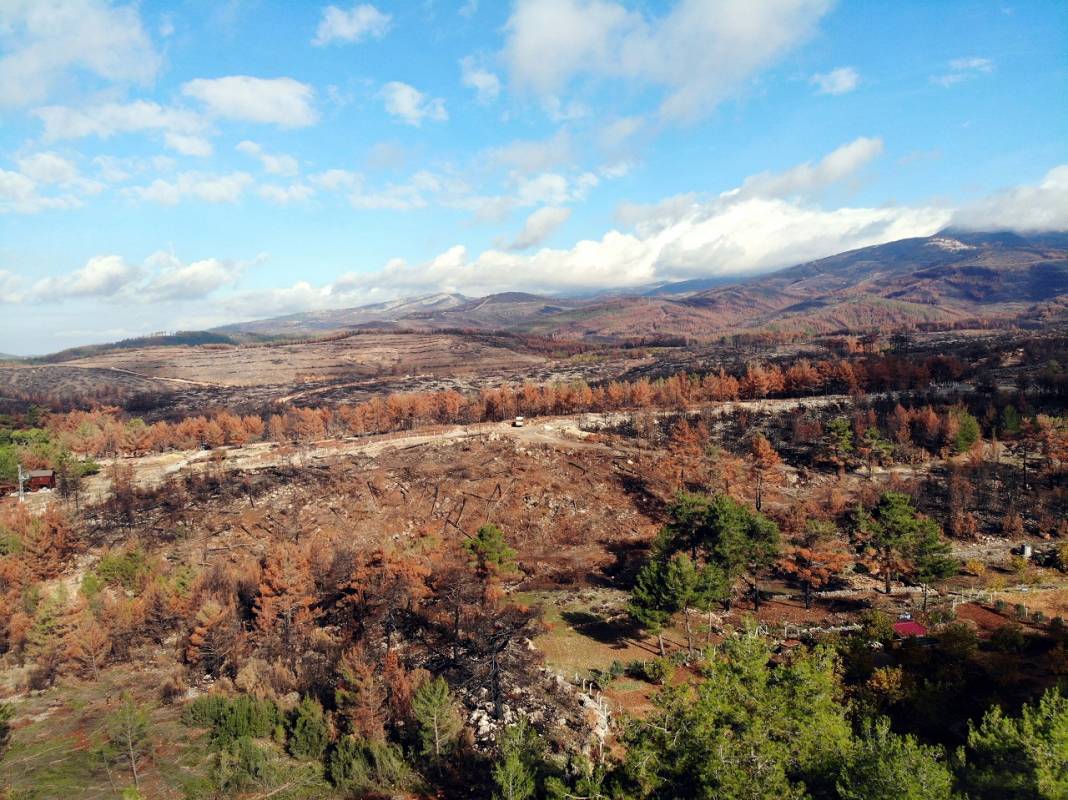 Muğla'da yanan ormanlık alanlar 20 milyon fidanla yeniden yeşerecek 5