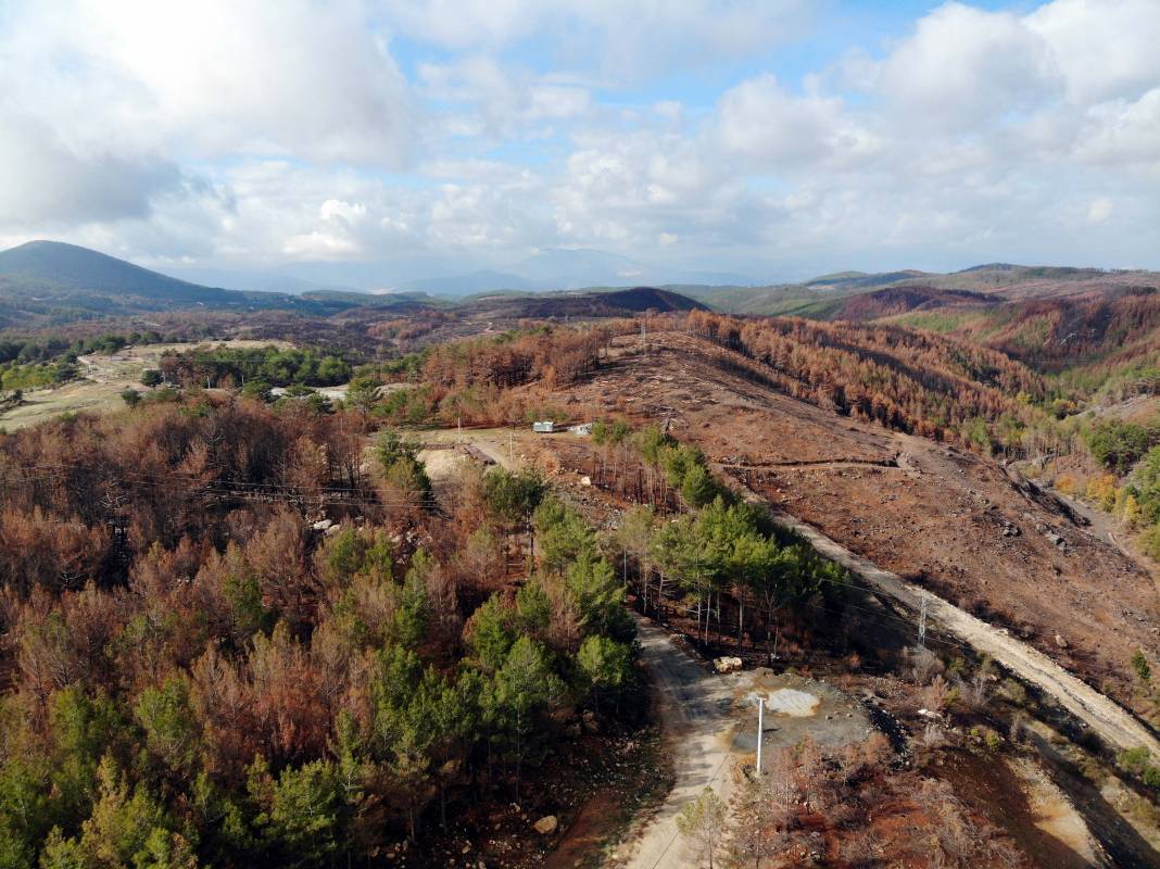 Muğla'da yanan ormanlık alanlar 20 milyon fidanla yeniden yeşerecek 8