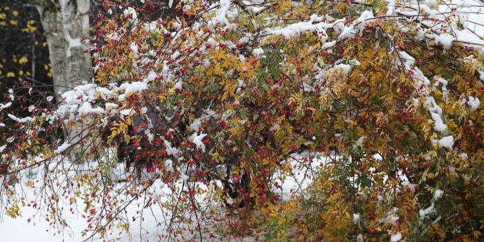 Abant'ta sonbahar ve kış bir arada yaşanıyor