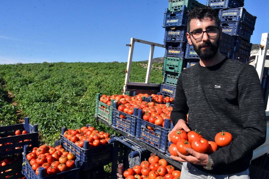 Datça'nın "güz domatesi" verimi ile üreticisini sevindirdi 12