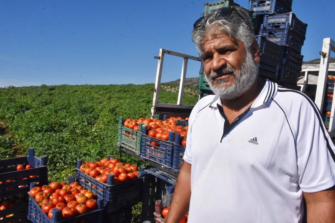 Datça'nın "güz domatesi" verimi ile üreticisini sevindirdi 13