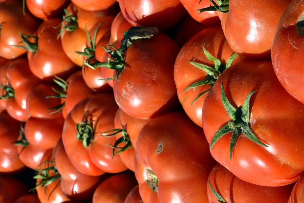 Datça'nın "güz domatesi" verimi ile üreticisini sevindirdi 14