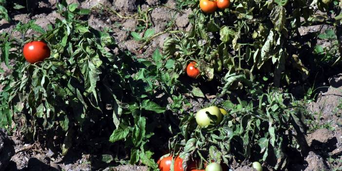Datça'nın "güz domatesi" verimi ile üreticisini sevindirdi