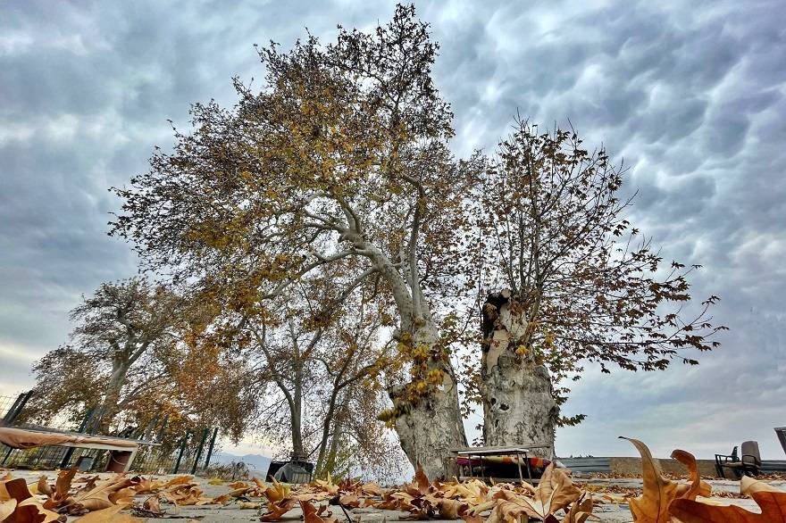Türkiye'nin anıt ağaçları zamana meydan okuyor 2