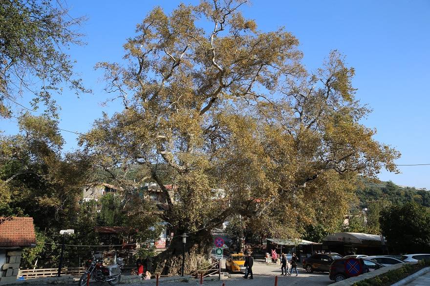 Türkiye'nin anıt ağaçları zamana meydan okuyor 5