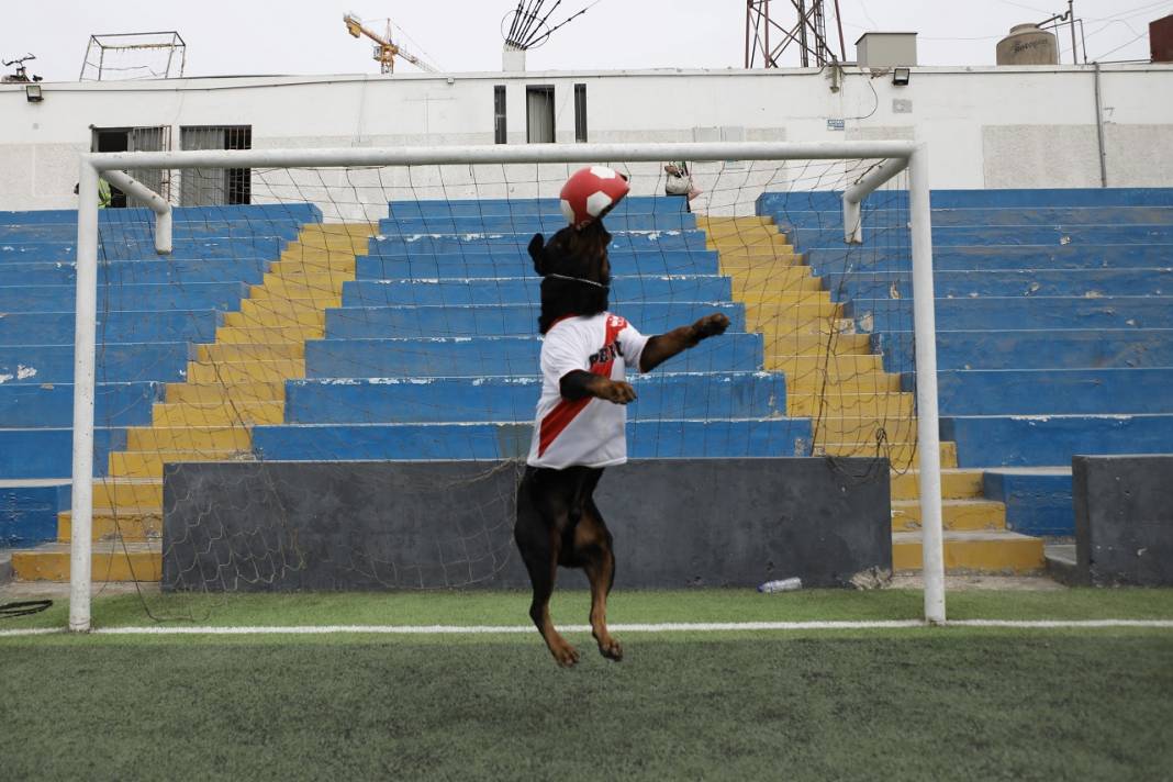 Peru'daki polis köpeği Ozly'nin özel futbol ilgisi 1