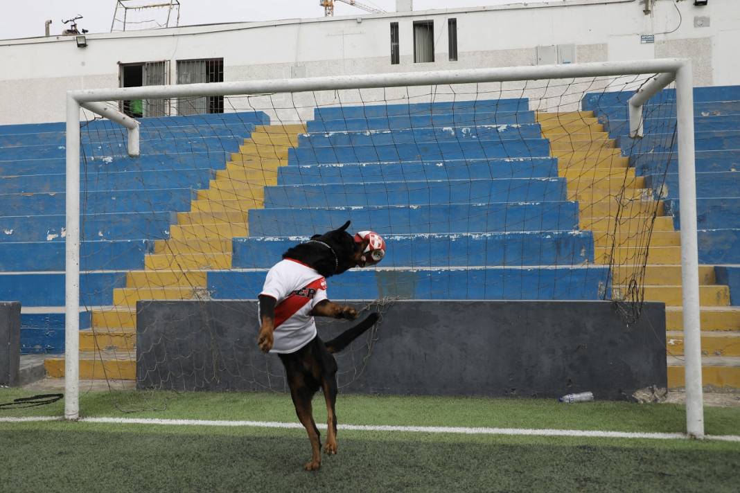 Peru'daki polis köpeği Ozly'nin özel futbol ilgisi 10
