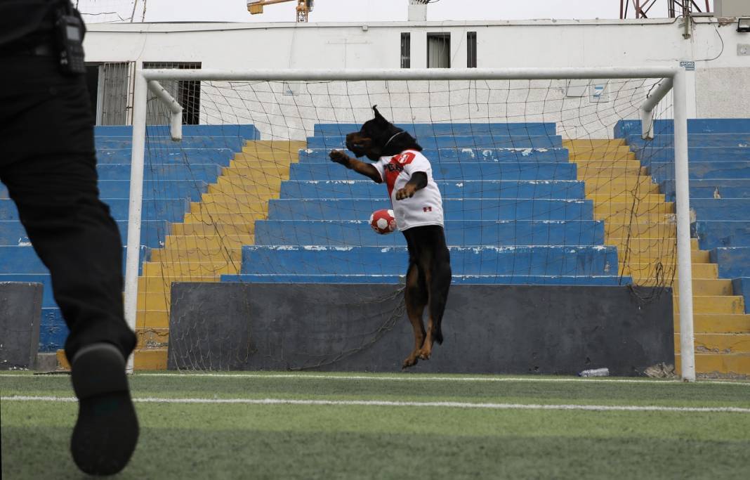 Peru'daki polis köpeği Ozly'nin özel futbol ilgisi 11