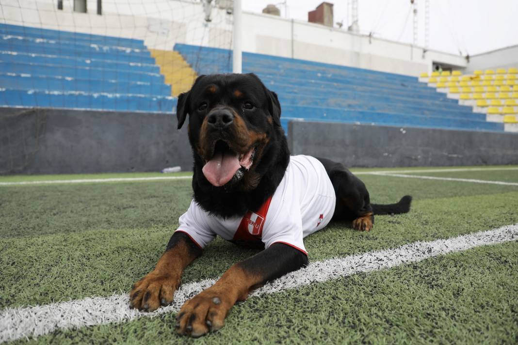 Peru'daki polis köpeği Ozly'nin özel futbol ilgisi 12