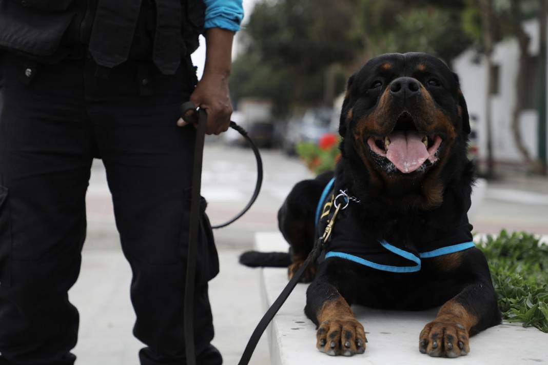 Peru'daki polis köpeği Ozly'nin özel futbol ilgisi 4