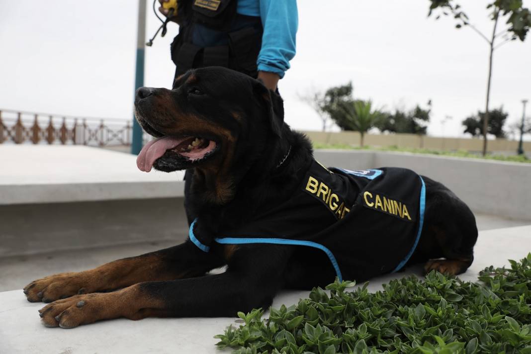 Peru'daki polis köpeği Ozly'nin özel futbol ilgisi 5
