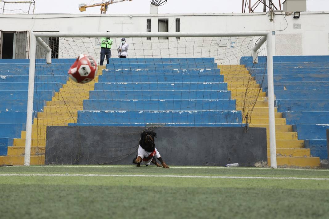 Peru'daki polis köpeği Ozly'nin özel futbol ilgisi 8