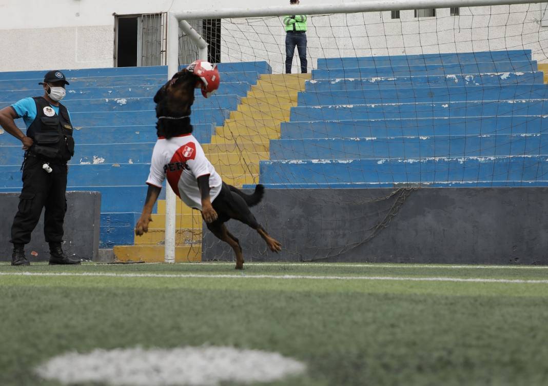 Peru'daki polis köpeği Ozly'nin özel futbol ilgisi 9