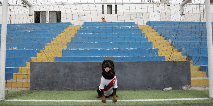 Peru'daki polis köpeği Ozly'nin özel futbol ilgisi