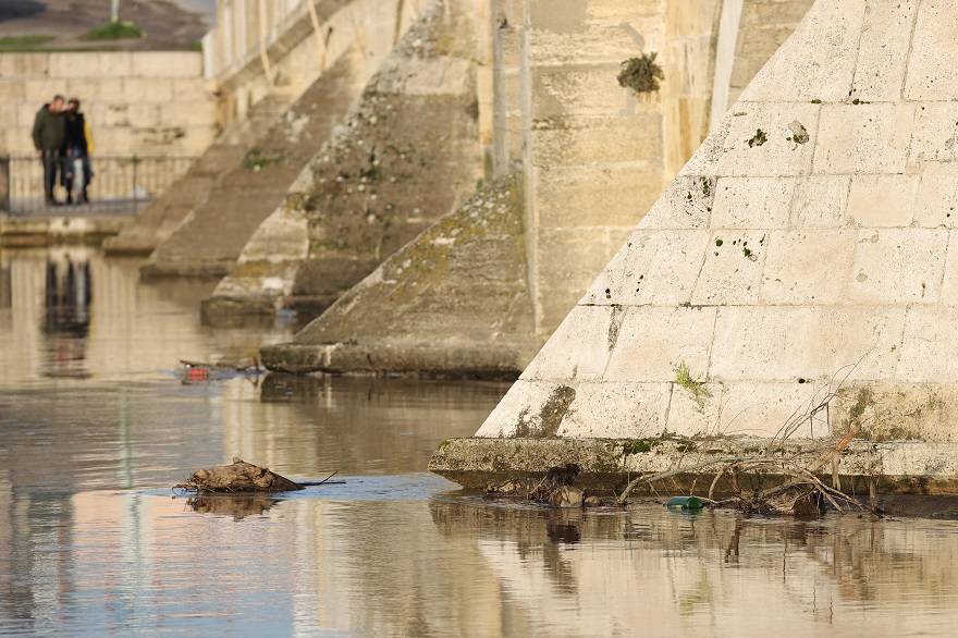 Su maymunları Tunca Nehri'nde yiyecek ararken görüntülendi 10