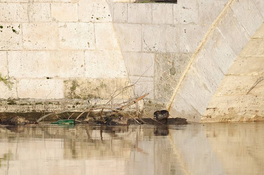 Su maymunları Tunca Nehri'nde yiyecek ararken görüntülendi 6