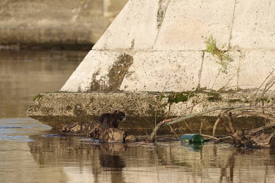 Su maymunları Tunca Nehri'nde yiyecek ararken görüntülendi 8