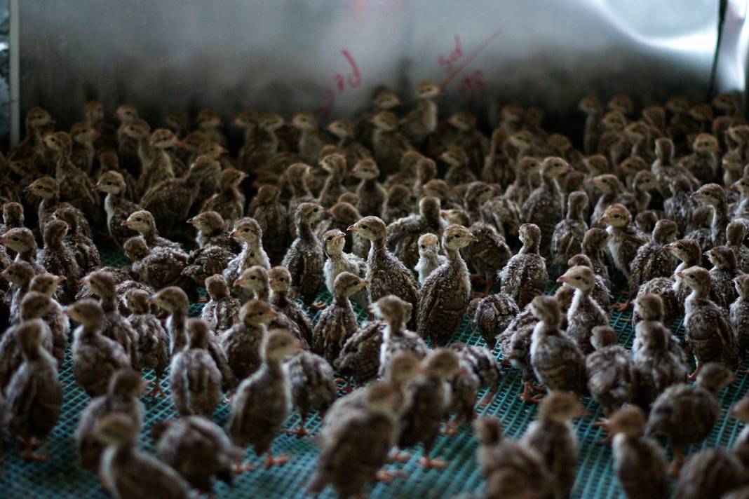 Binlerce keklik 'kene ve süne avı' için gün sayıyor 19