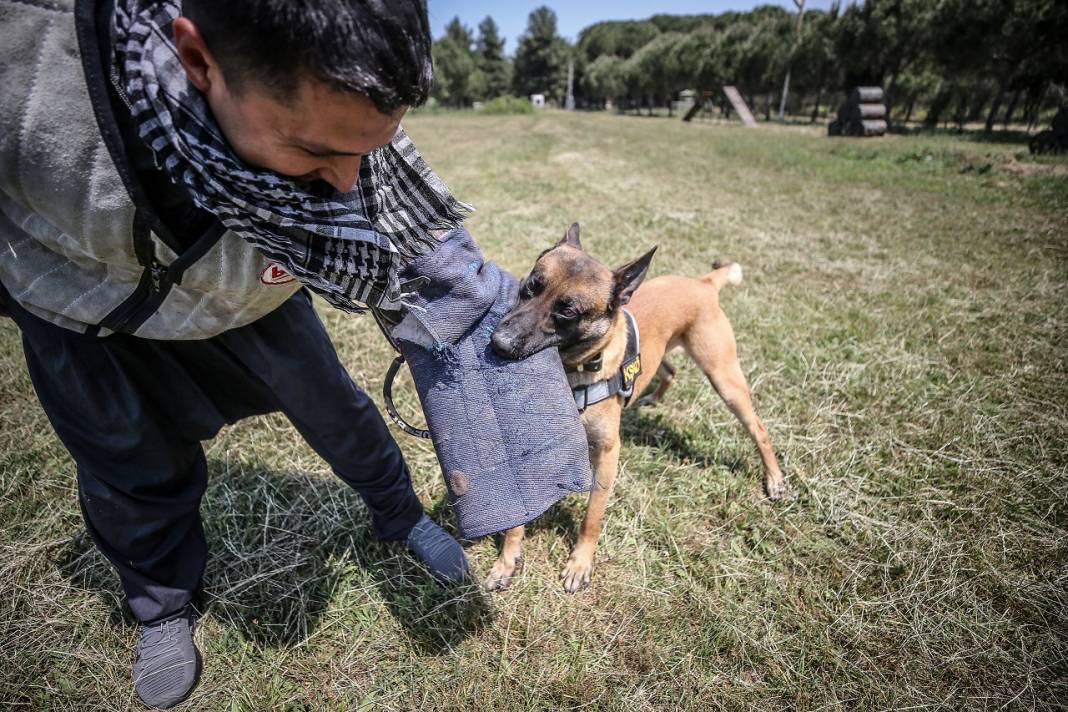 TSK'nın "cesur keşif köpekleri" Bursa'da yetiştiriliyor 16
