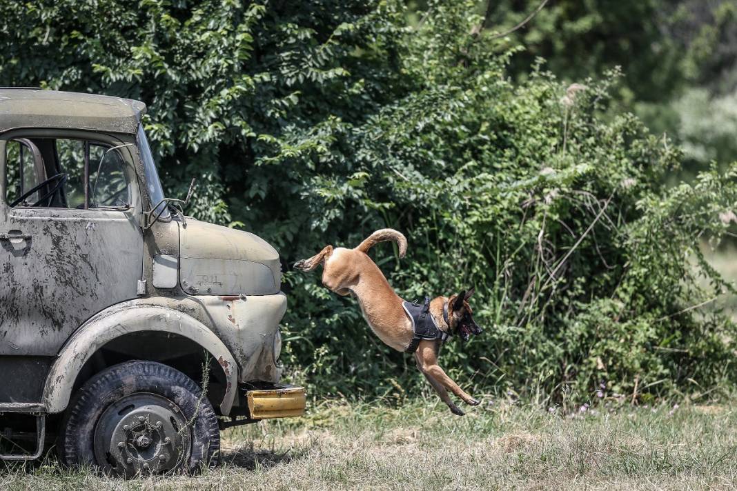 TSK'nın "cesur keşif köpekleri" Bursa'da yetiştiriliyor 17