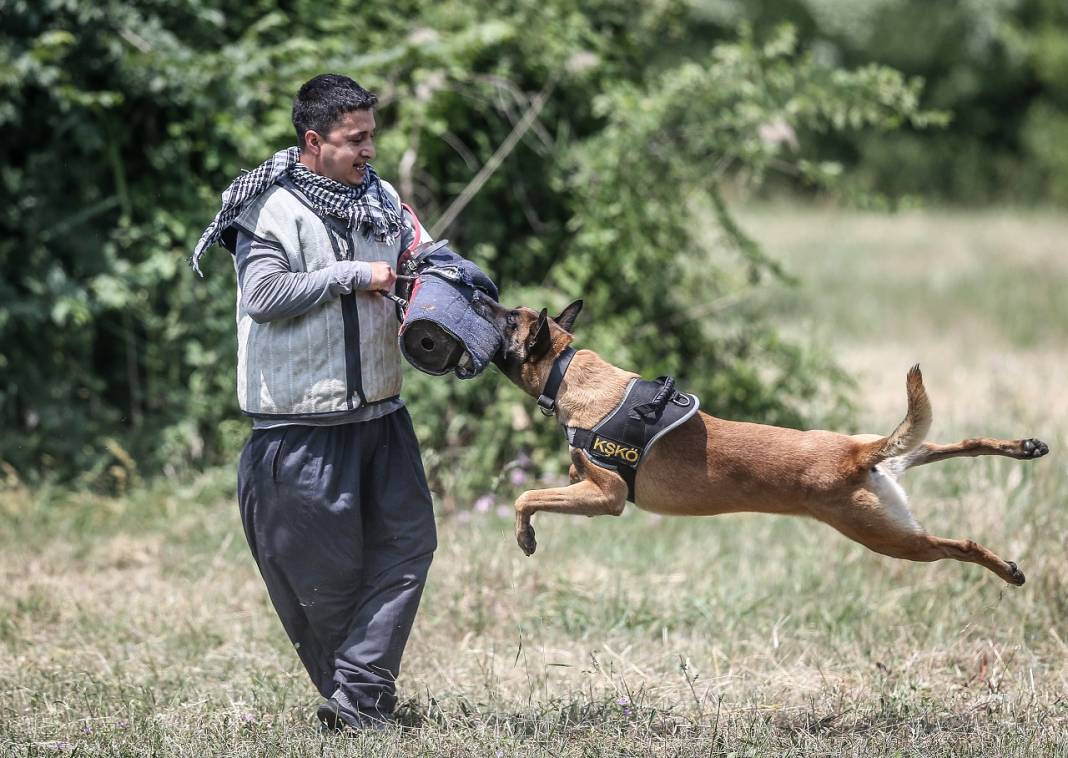 TSK'nın "cesur keşif köpekleri" Bursa'da yetiştiriliyor 19