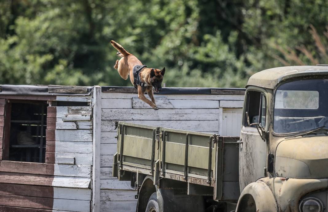TSK'nın "cesur keşif köpekleri" Bursa'da yetiştiriliyor 20