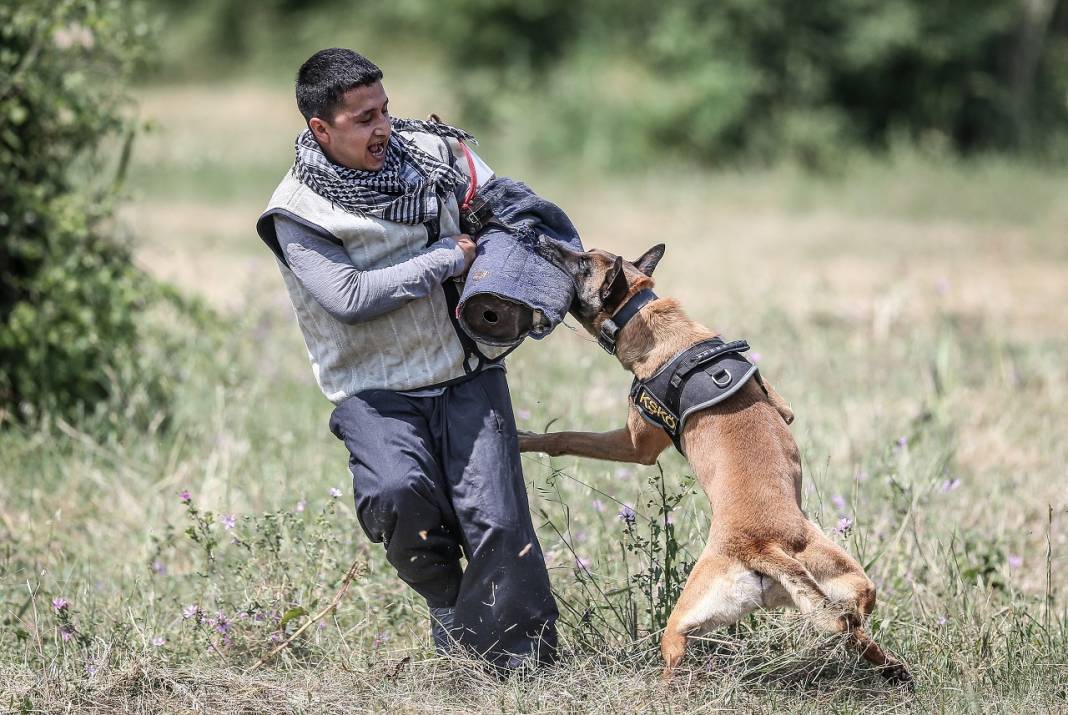 TSK'nın "cesur keşif köpekleri" Bursa'da yetiştiriliyor 21