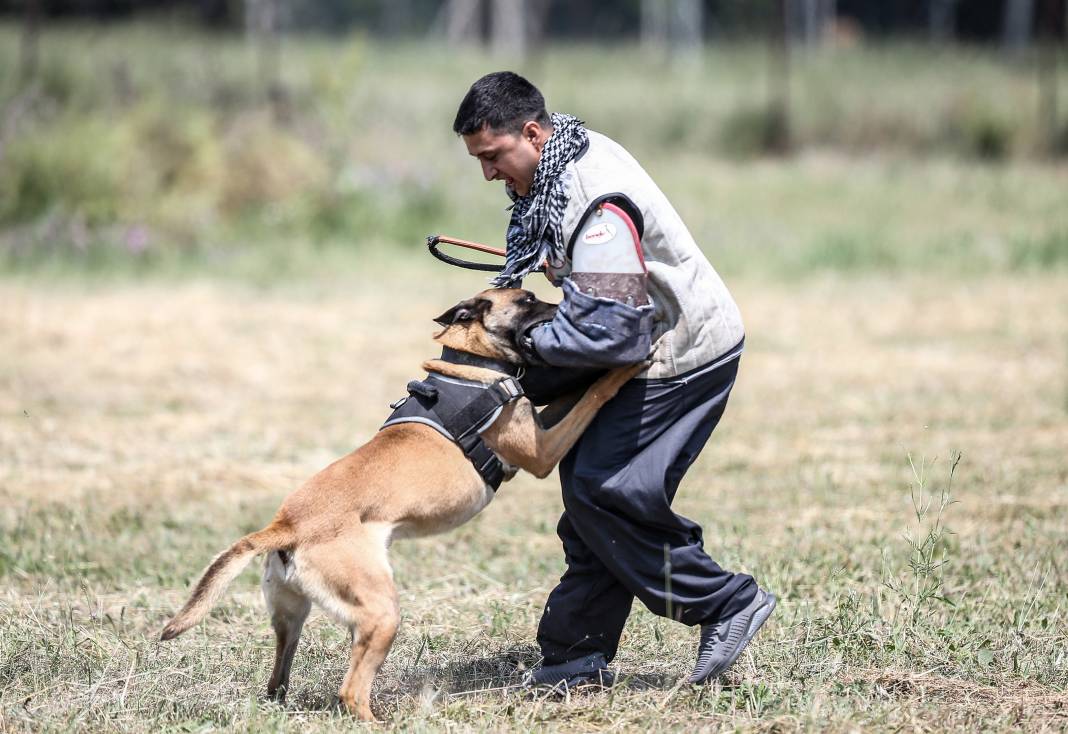 TSK'nın "cesur keşif köpekleri" Bursa'da yetiştiriliyor 24
