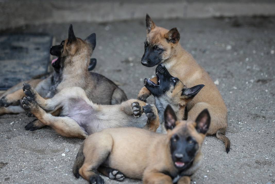 TSK'nın "cesur keşif köpekleri" Bursa'da yetiştiriliyor 5